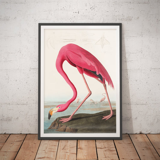 Pink Flamingo by John James Audubon Art Print