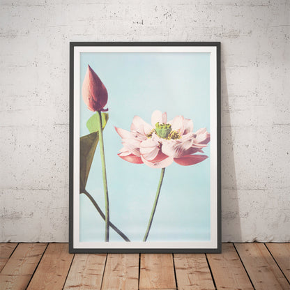 Lotus Flowers by Ogawa Kazumasa Art Print